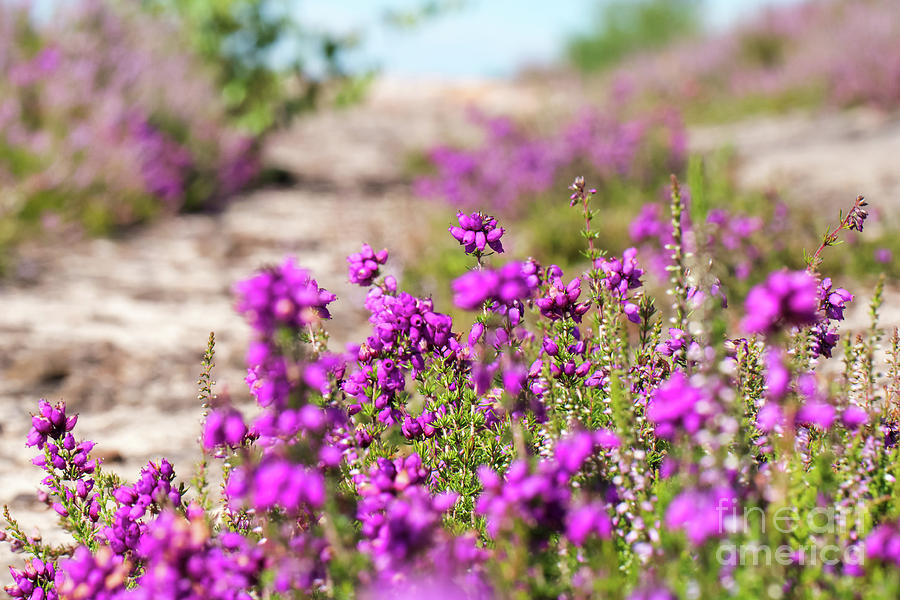 Calluna Vulgaris Photograph - Heather - Calluna vulgaris - in flower in summer by Paul Farnfield Calluna Vulgaris Photograph - Heather - Calluna vulgaris - in flower in summer by Paul Farnfield
