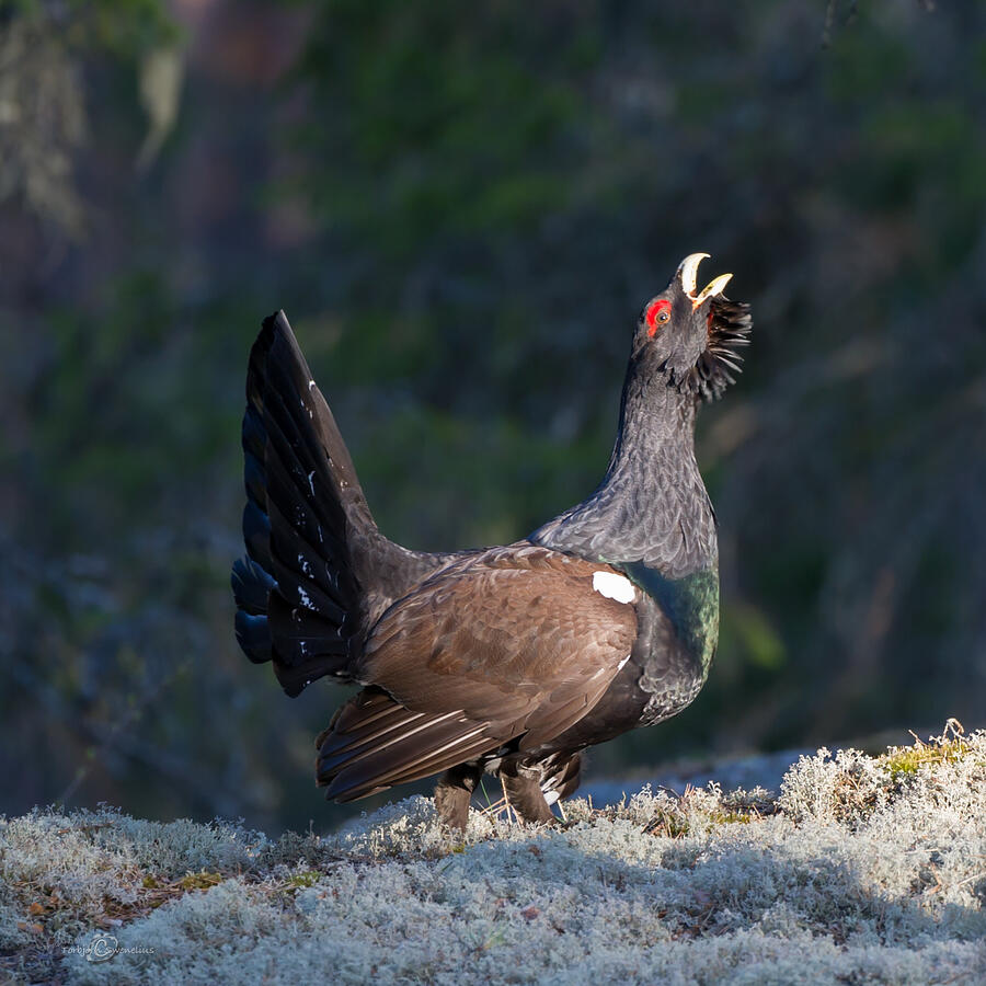 Wildlife Photograph - Heather Cock in the Morning Sun by Torbjorn Swenelius