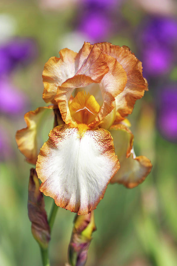 Heather Hawk. The Beauty of Irises Photograph by Jenny Rainbow
