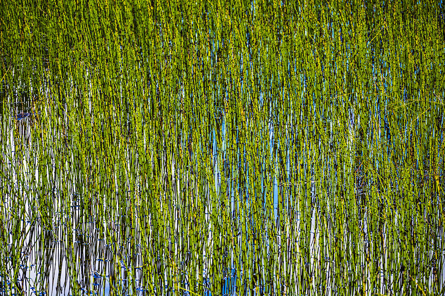 Heather Lake Grass Photograph by Pelo Blanco Photo