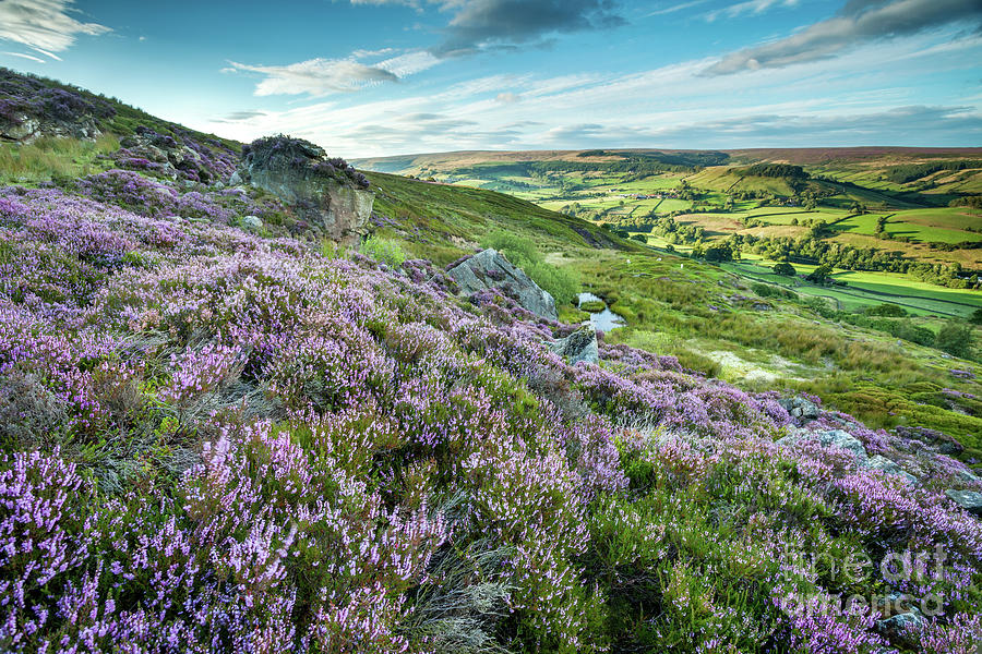 Heather on the North York Moors, Rosedale Abbey Photograph by Martin Williams