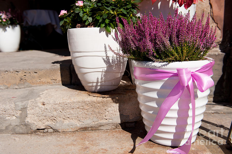 Heather Or Ling Plant In White Big Flowerpot Photograph