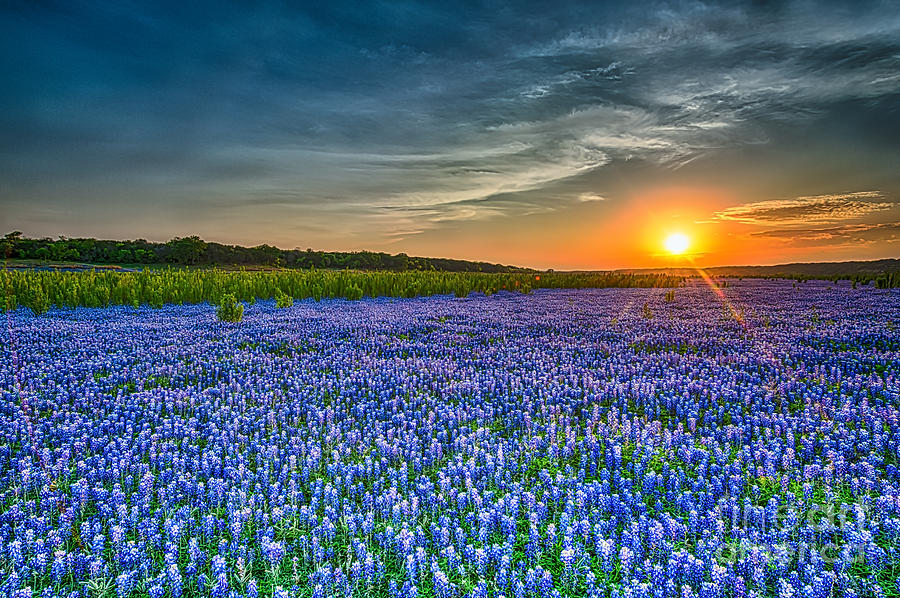 Heavely Bluebonnet Sunset Photograph By Tod And Cynthia Grubbs