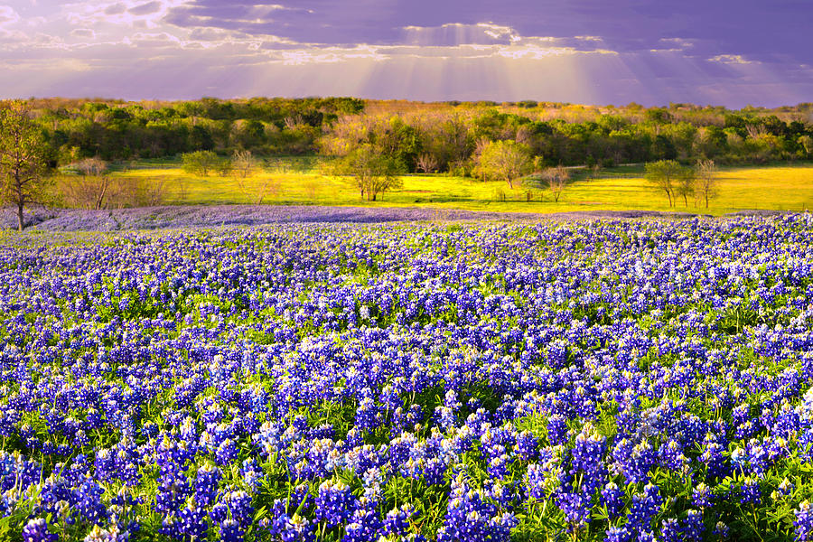 Flower Photograph - Heaven in the Hill Country by Lynn Bauer