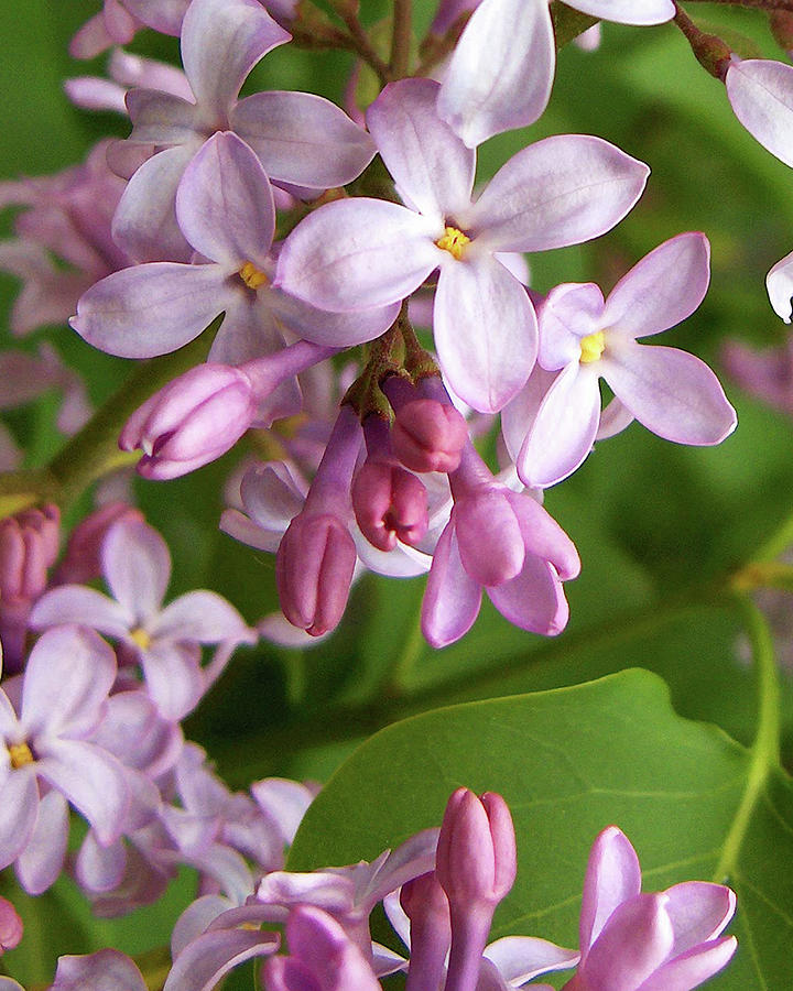 Heaven Is a Lilac Photograph by Kathi Mirto