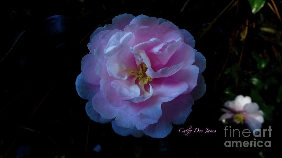 Heaven Scent Photograph by Cathy Dee Janes