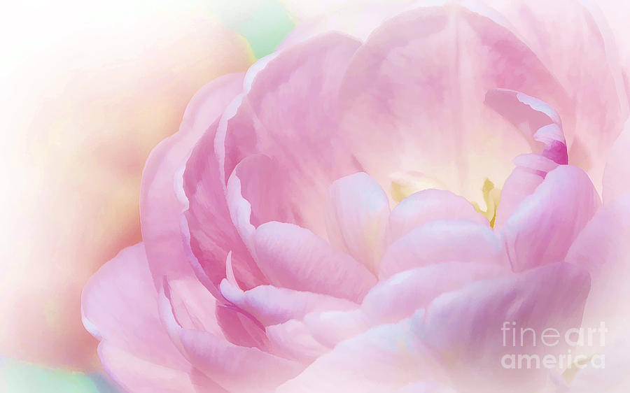Heaven Sent Peony of Spring Photograph by Elaine Manley