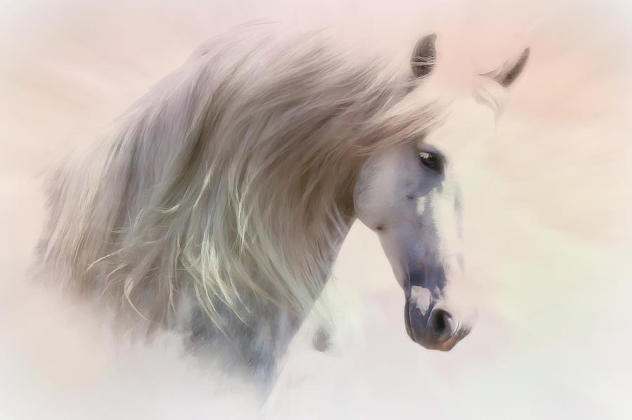 Heavenly Andalusian Horse  Photograph by Athena Mckinzie