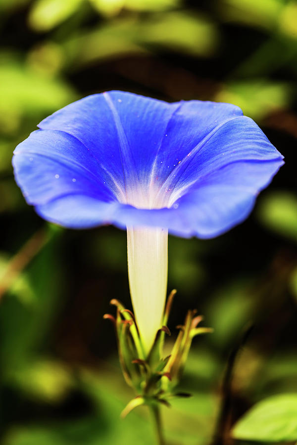 Heavenly Blue Morning Glory Vertical Photograph by Vishwanath Bhat