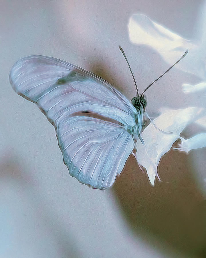 Heavenly Butterfly Photograph By Jim Simpson 