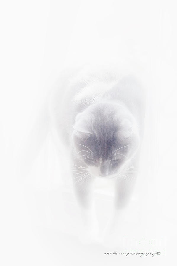 Heavenly Cat Photograph by Vicki Ferrari