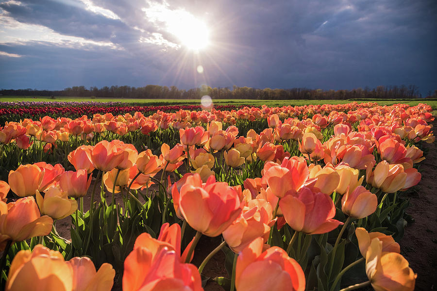 Heavenly Fields Photograph by Kristopher Schoenleber - Fine Art America