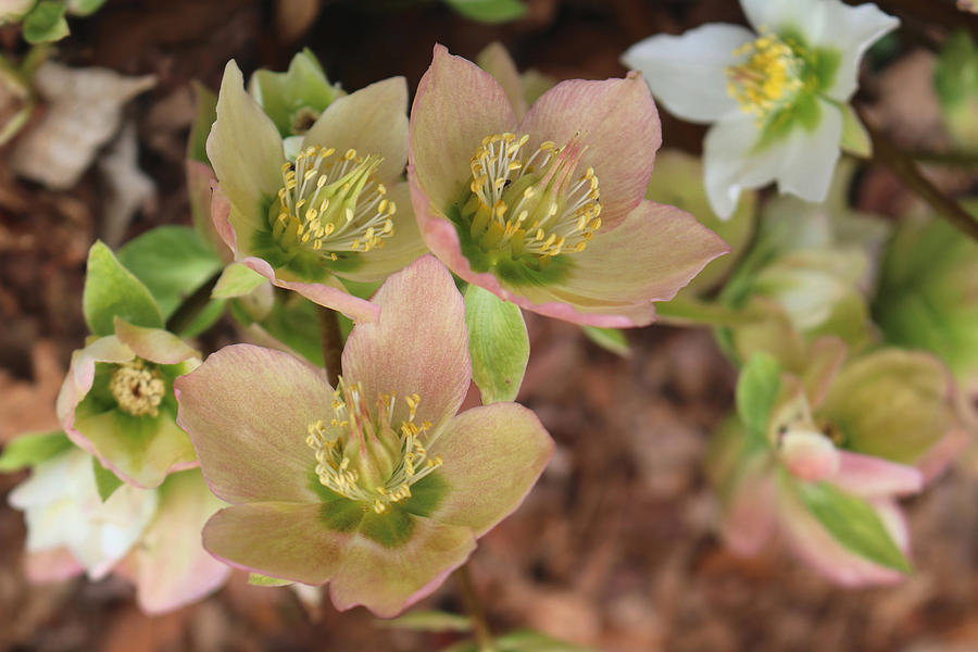 Heavenly Hellebores Photograph by Living Color Photography Lorraine Lynch