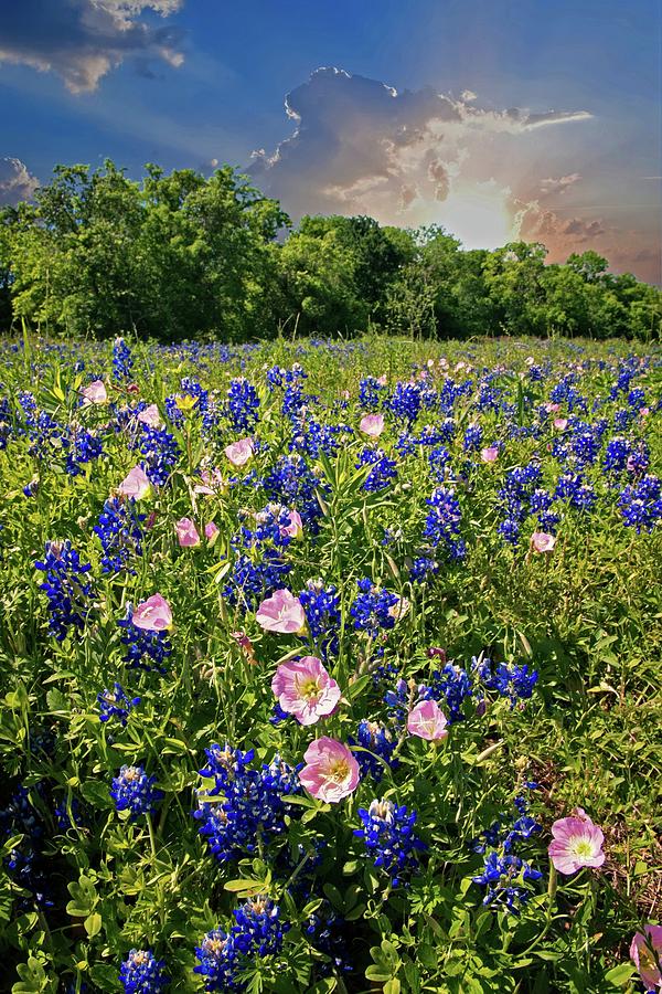 Heavenly Hues in the Hill Country Photograph by Lynn Bauer