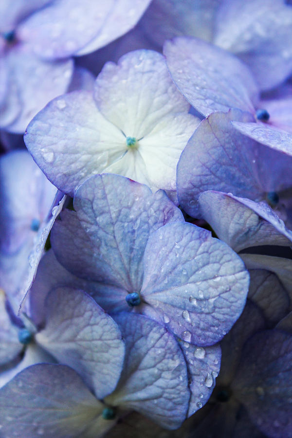 Purple Photograph - Heavenly Hydrangeas by Lynne Guimond Sabean Purple Photograph - Heavenly Hydrangeas by Lynne Guimond Sabean