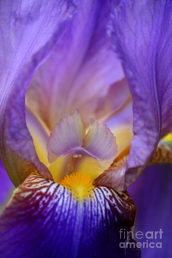 Heavenly Iris Photograph by Carol Groenen