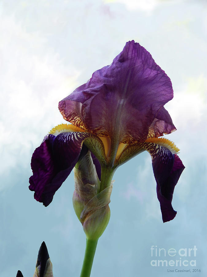 Heavenly Iris Photograph