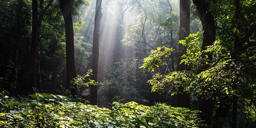 Heavenly Light in forest in Western Ghats India Photograph by Vishwanath Bhat
