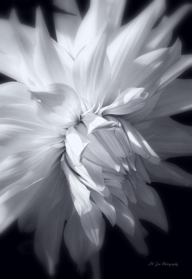 Flower Photograph - Heavenly Light by Jeanette C Landstrom