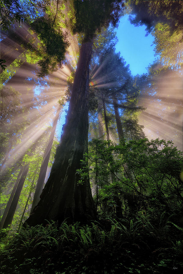 Heavenly Light Rays Photograph by Greg Norrell