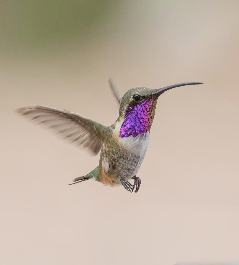 Heavenly Lucifer Hummingbird Photograph by Thomas Kaestner