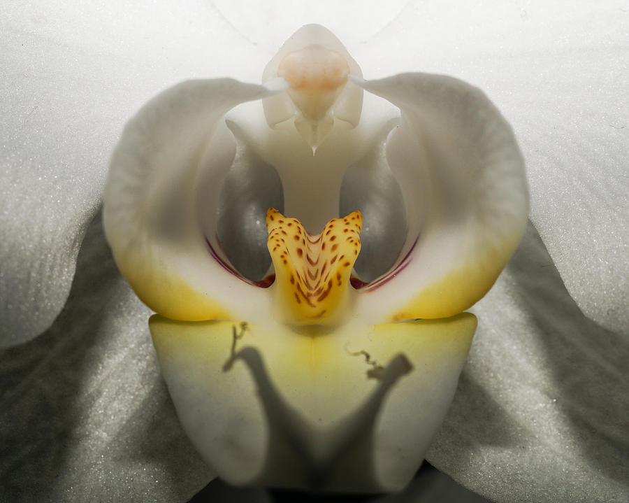 Heavenly Orchid Photograph by Ernest Echols