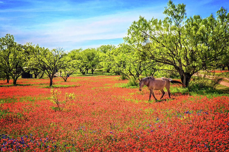 Heavenly Pasture in the Hill Country Photograph by Lynn Bauer