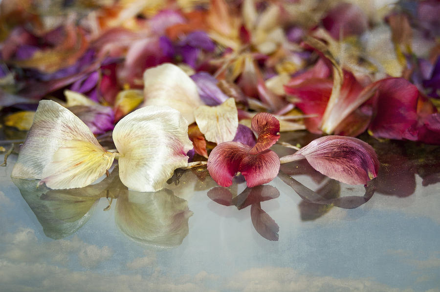 Heavenly Petals Photograph by Carolyn Marshall