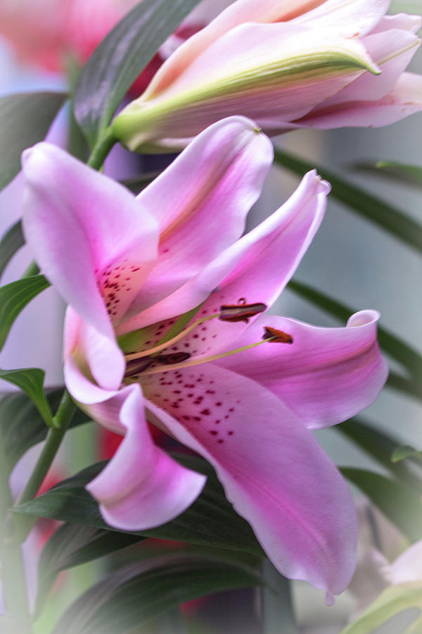 Heavenly Pink Lily Photograph by Carol Senske