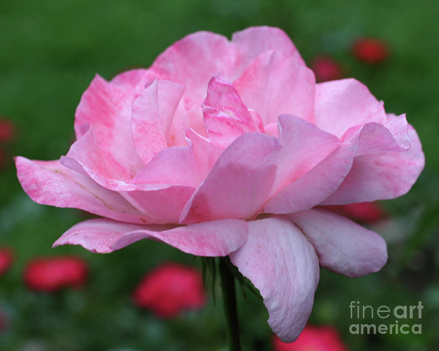 Heavenly Pink Rose Photograph by Smilin Eyes Treasures