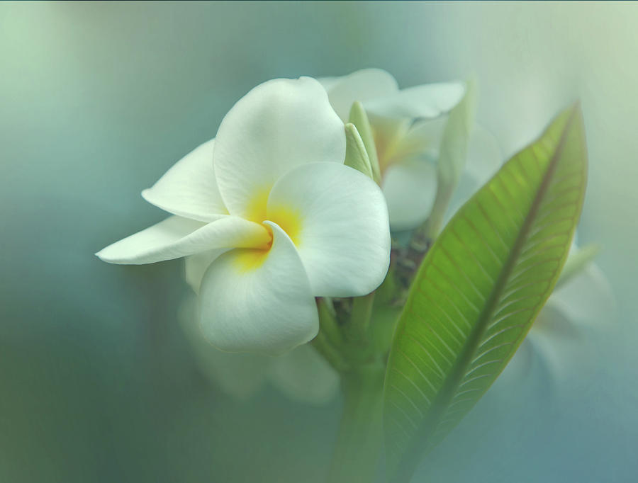 Heavenly Plumeria Photograph by Angie Vogel