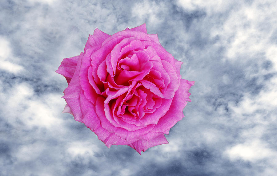 Heavenly Rose Photograph by Terence Davis