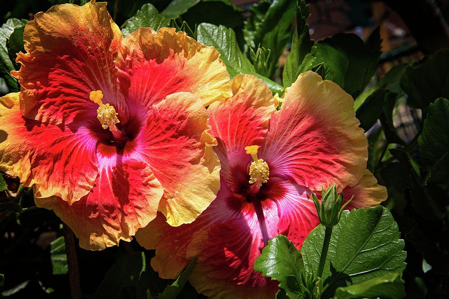Heavenly Tropical Twins Photograph by Lynn Bauer