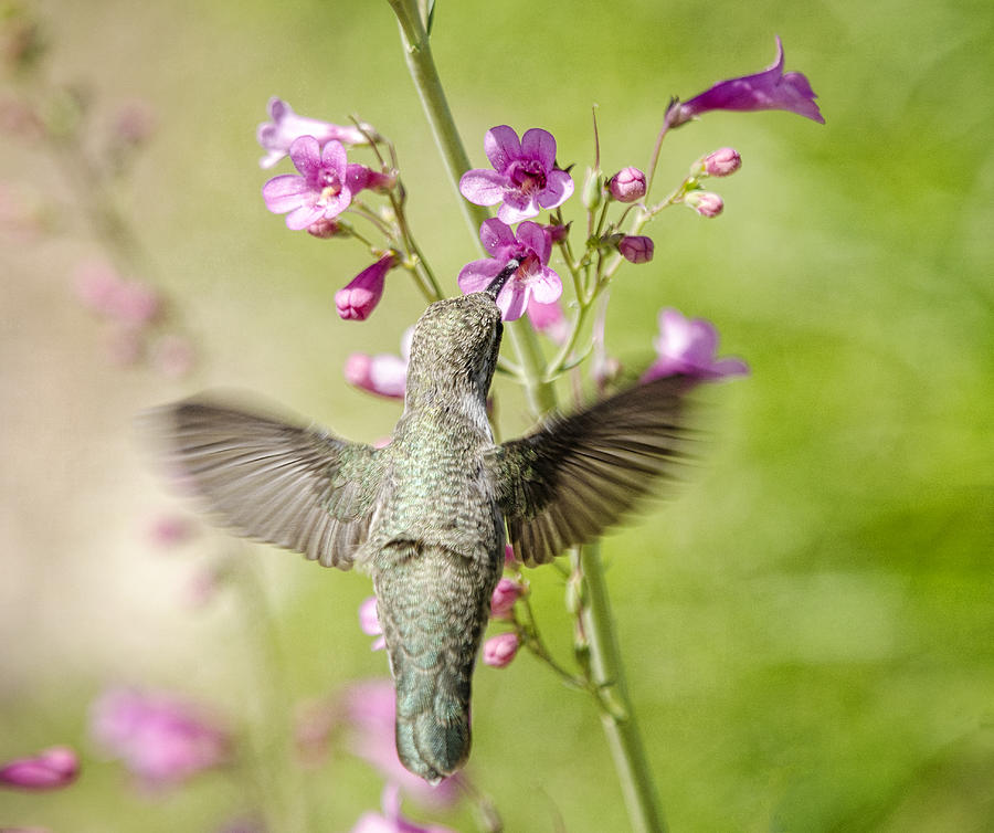 Hummingbird Photograph - Heavenly Wings  by Saija Lehtonen