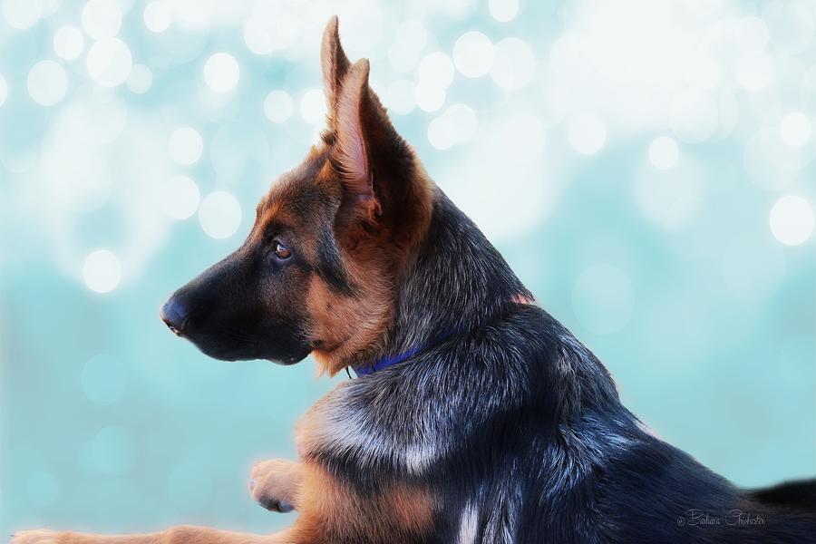 Heavens Gate Keeper - Shepherd Dog Photograph by Barbara Chichester