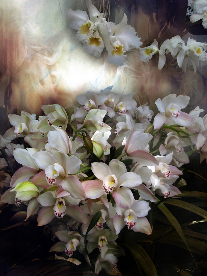 Heavens Orchids Photograph by John Rivera