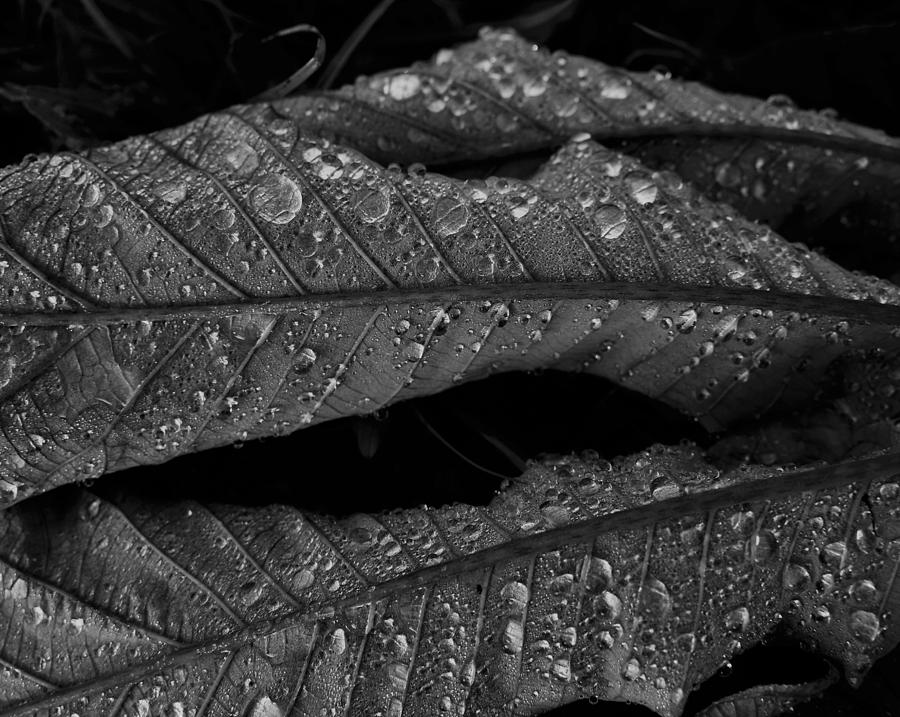 Heavy Dew # 3 Black and White Photograph by Heidi Fickinger