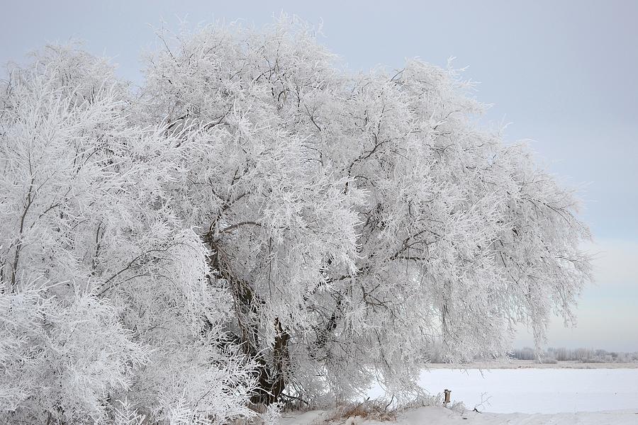 Heavy Frosted Trees Photograph By Nicole Frederick - Fine Art America