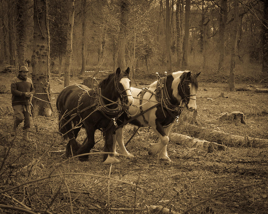 Heavy Horses 2 Photograph by Roy Pedersen