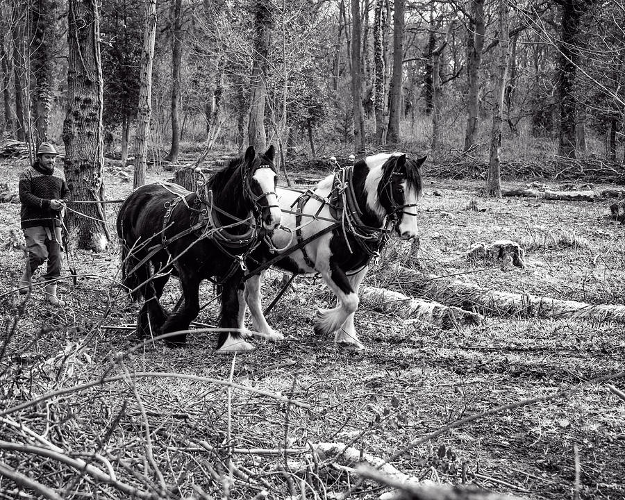 Heavy Horses 3 Photograph by Roy Pedersen