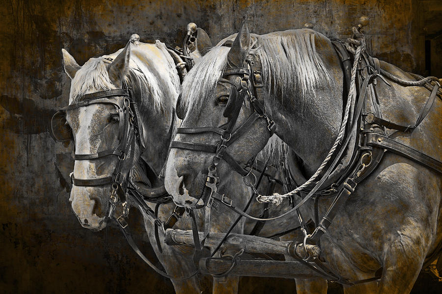 Heavy Horses Photograph by Randall Nyhof
