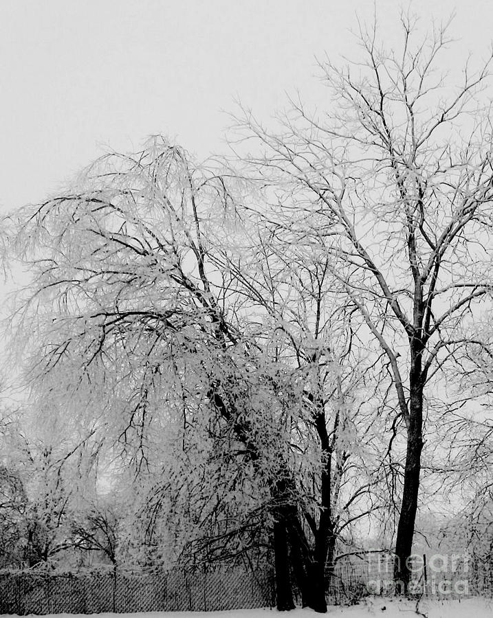 Winter Photograph - Heavy Ice Tree by Marsha Heiken