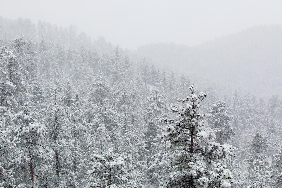 Heavy Mountain Snow in the Pike National Forest of Colorado Photograph by Steven Krull