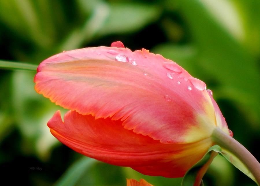 Spring Photograph - Heavy Parrot Tulip by Wild Thing