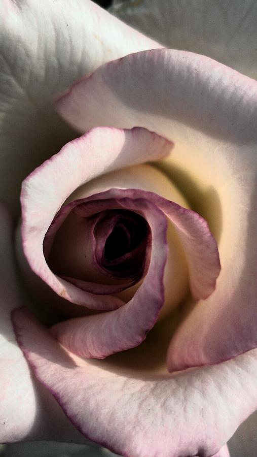 Heavy Rose Photograph by Lkb Art And Photography