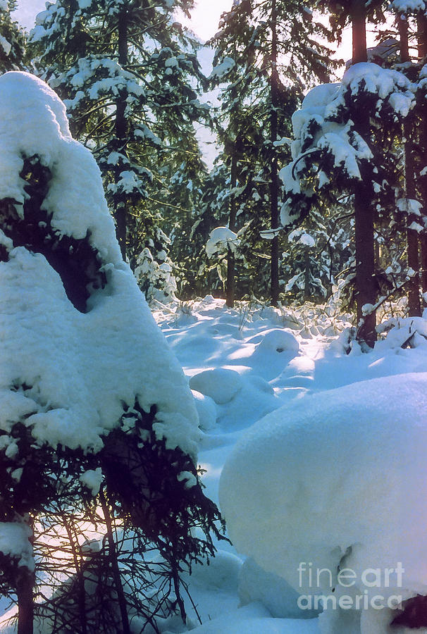 Heavy Snow Photograph by Bob Phillips
