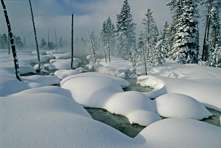 Heavy Snow In Yellowstone Photograph by Eric Albright