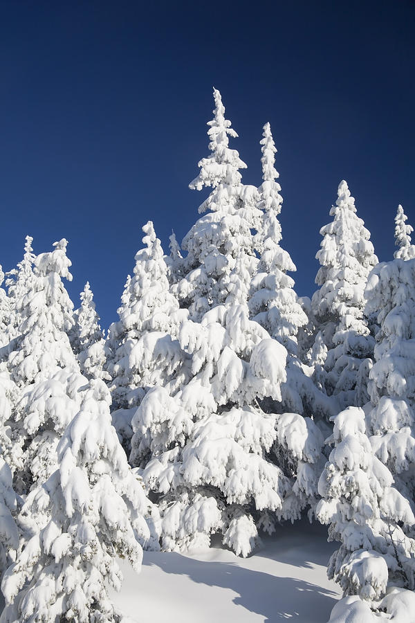 Heavy Snowfall Photograph by Morris McClung - Fine Art America