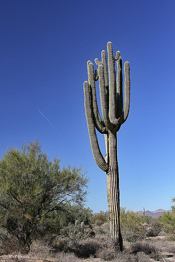 Heavy Top Saguaro Digital Art by Tom Janca