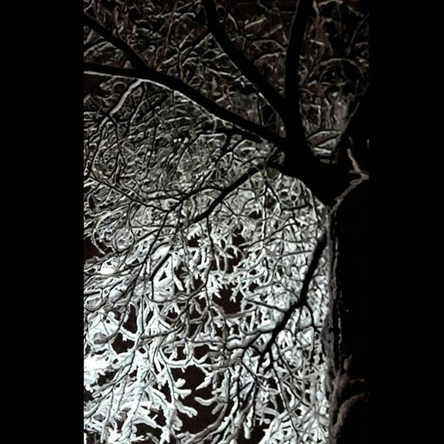 Tree Photograph - #heavy #tree #snow by Bradley Nelson